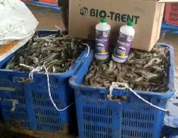 Hasil pada tambak udang, Kronjo, Banten