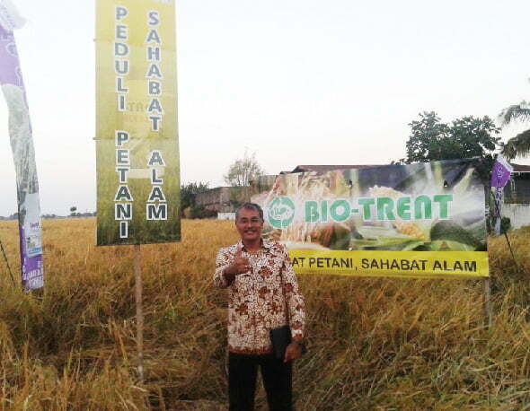 Hasil pada tanaman padi, Sidrap, Sulawesi Selatan