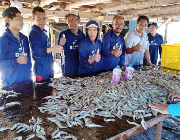 Hasil parsial pertama tambak udang DOC 61 hari, Size 88, Kalimantan Tengah