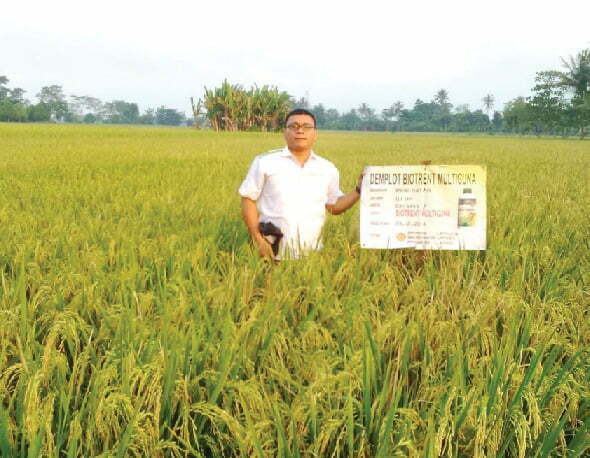 Panen 8,5 ton tanpa pupuk kimia, Lampung