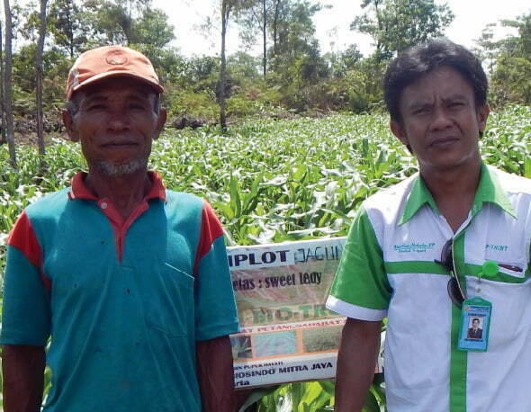 Pemakaian Bio-Trent pada jagung, Landak, Kalimantan Barat