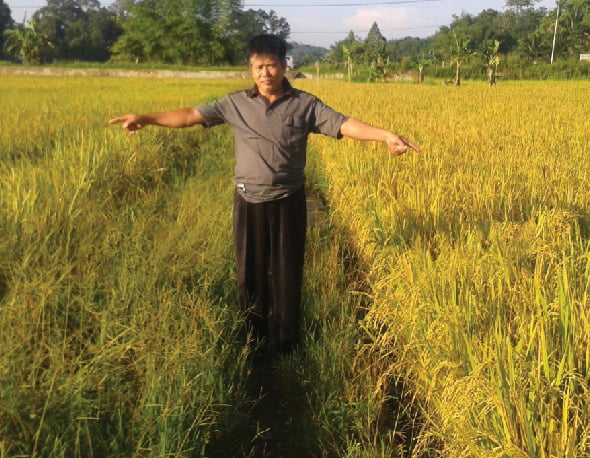 Tanaman lebih tahan hama (kanan dengan Bio-Trent), Landak, Kalimantan Barat