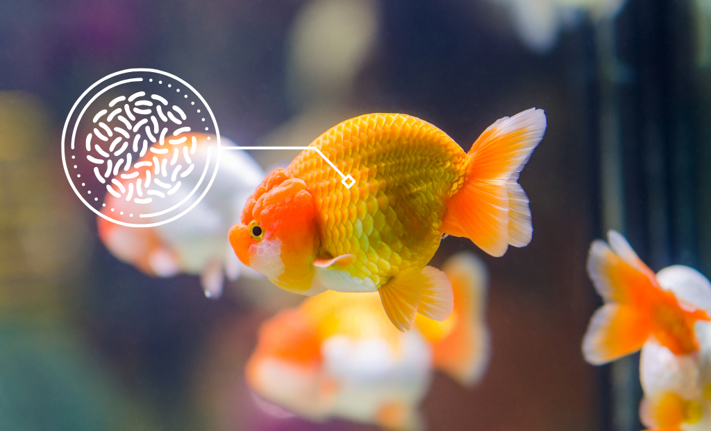 Manfaat Probiotik untuk Ikan Hias